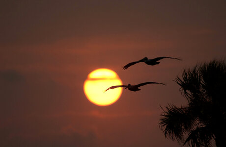 Pair of Pelicans flying by a vibrant setting sun photo