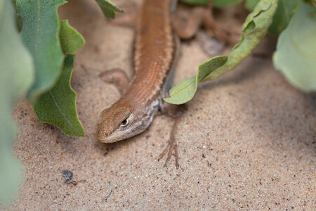 Dunes sagebrush Lizard-5