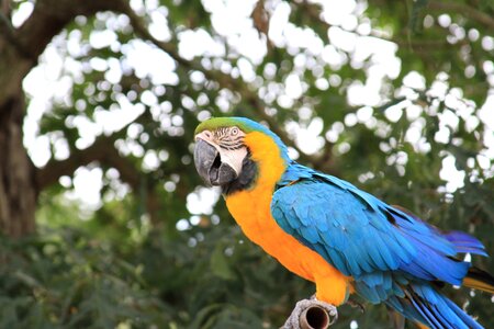 Exotic yellow blue