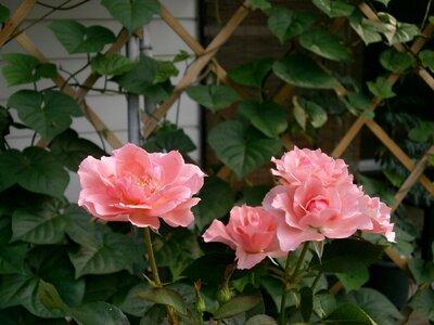 Rose pink flower rose garden