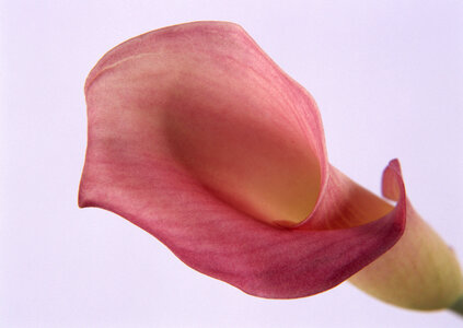 Detailed view of a dew-covered day lpink lily photo