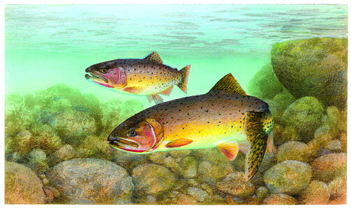 Cutthroat fish Salmo trutta photo