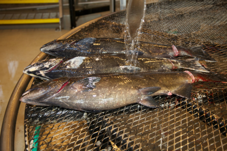 Inside Spring Creek National Fish Hatchery