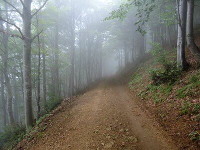 Trees nature mountain photo