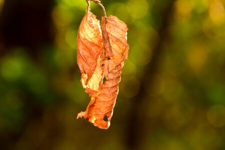 Autumn autumn season branch