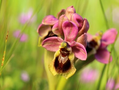 Wild flower orchid nature