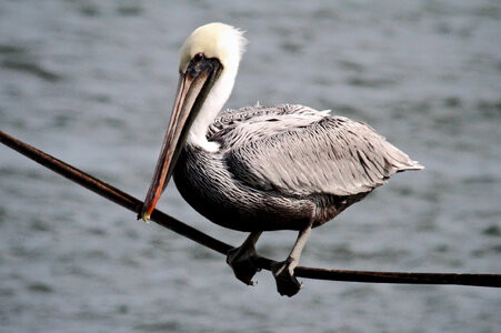 Brown Pelican-1 photo