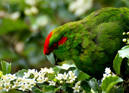 Portrait of New Zealand parrot photo