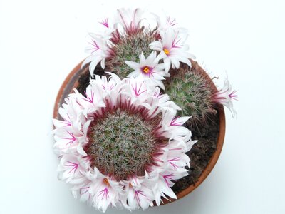 Flowers bloom mammillaria albicans