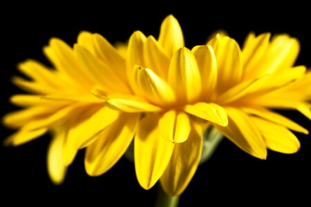 Gerbera