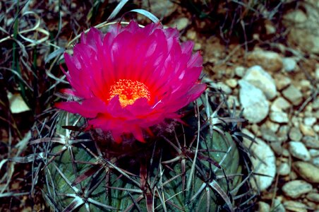 Blossom blossoming cactus