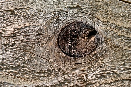 Beautiful Photo design hardwood