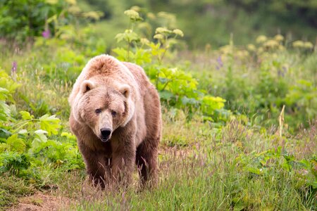 Bear brown brown bear