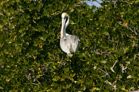 Brown Pelican-1 photo