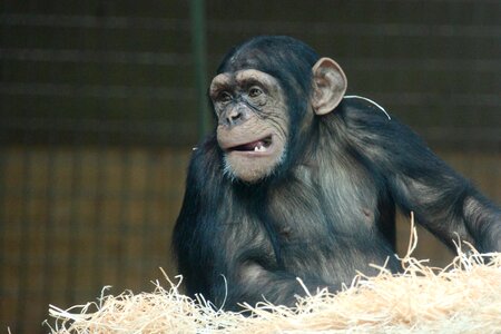 Animal ape chimpanzee photo