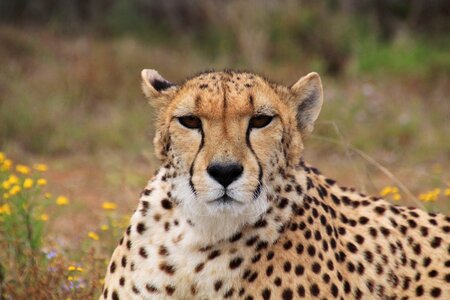 Speed animal world animal