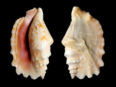 Sinustrombus sinuatus strombidae seashell photo