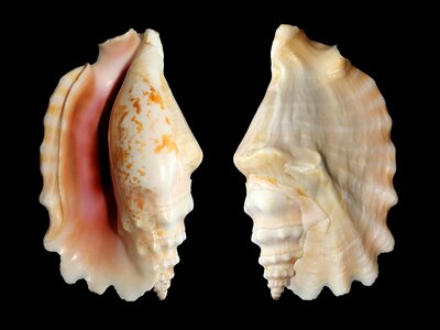 Sinustrombus sinuatus strombidae seashell