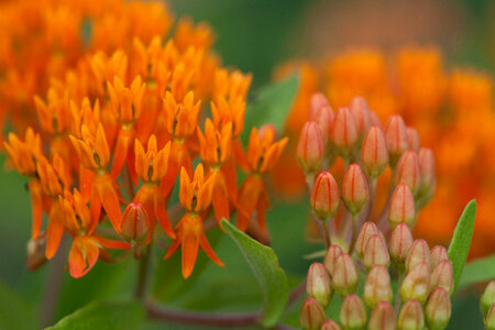 Butterfly Weed-1