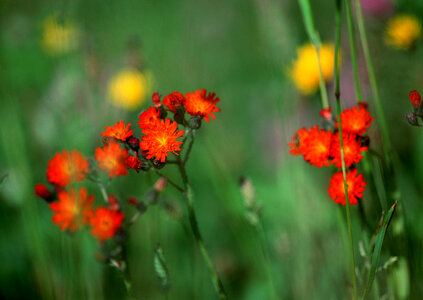 red daisy flower photo