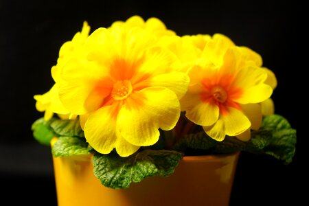 Bloom yellow primrose greenhouse photo