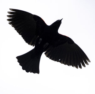 Red Winged Blackbird hovering overhead photo