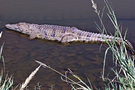 Alligator crocodile crops photo