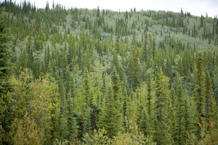 Mountains and Forest at Tetlin National Wildlife Refuge photo