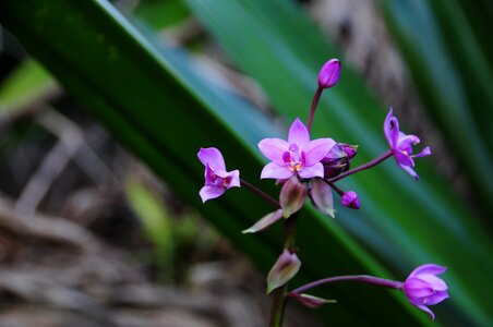 Wildflower in coast Kalalau trail Hawaii