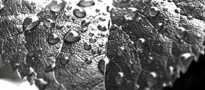 Drops On The Leaf photo