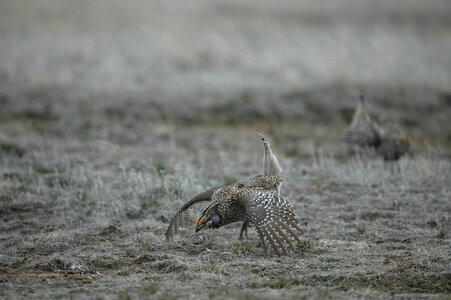 Male Sharp-tailed Grouse display-1