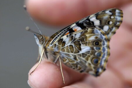 Animal arthropod beautiful