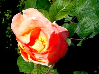 Blossom orange petals