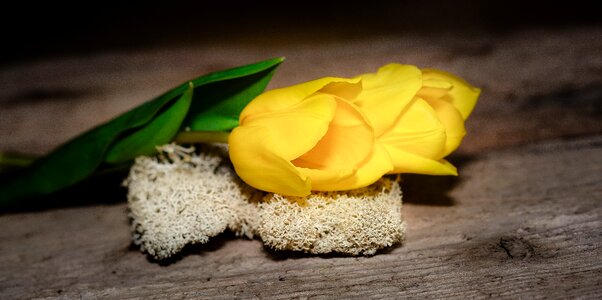 Plant yellow flower moss