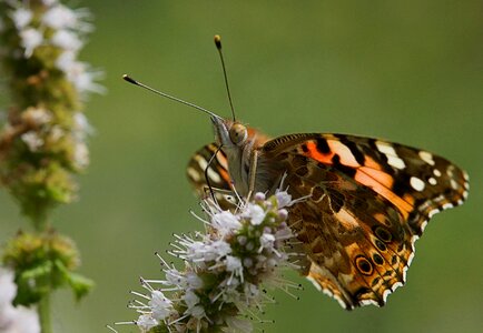 Animal arthropod beautiful photo