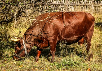 Mammals grazing eating