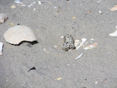 Least phylum sand