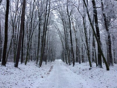 Forest frozen ice photo