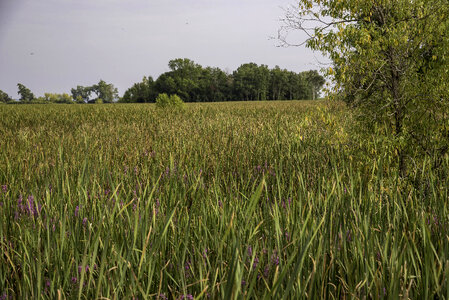 Tall Marsh Grasses in Horicon National Wildlife Refuge photo