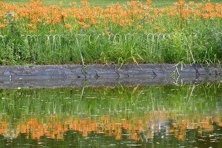 Flower Garden reflector water photo