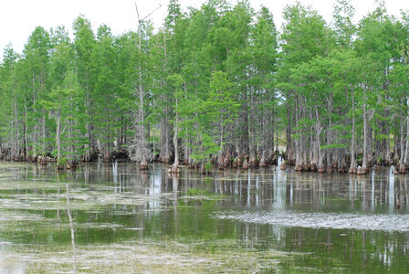 Cypress swamp-2 photo
