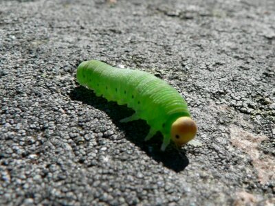 Bug caterpillar greenery