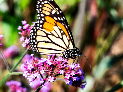 Monarch Butterfly sitting on Purple Flowers photo