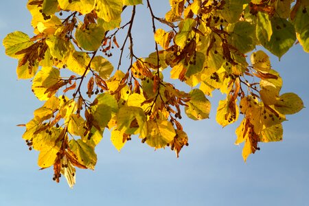 Tree autumn fall color