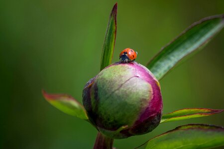 Animal arthropod bug
