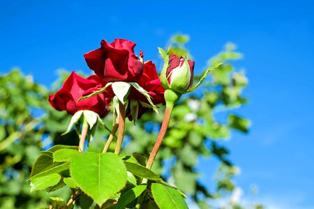 Beautiful Flowers beautiful photo blooming