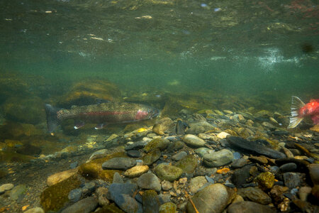 Rainbow trout photo