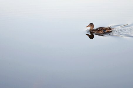 Nature wildlife wild