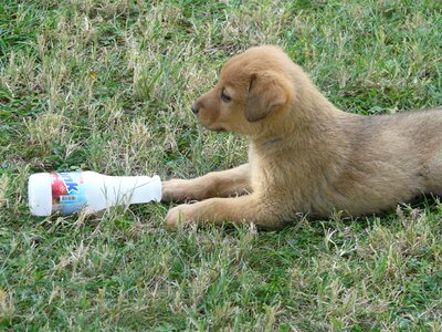 Young play animal