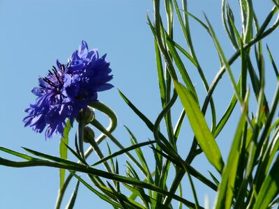 Stalk blue true leaves photo